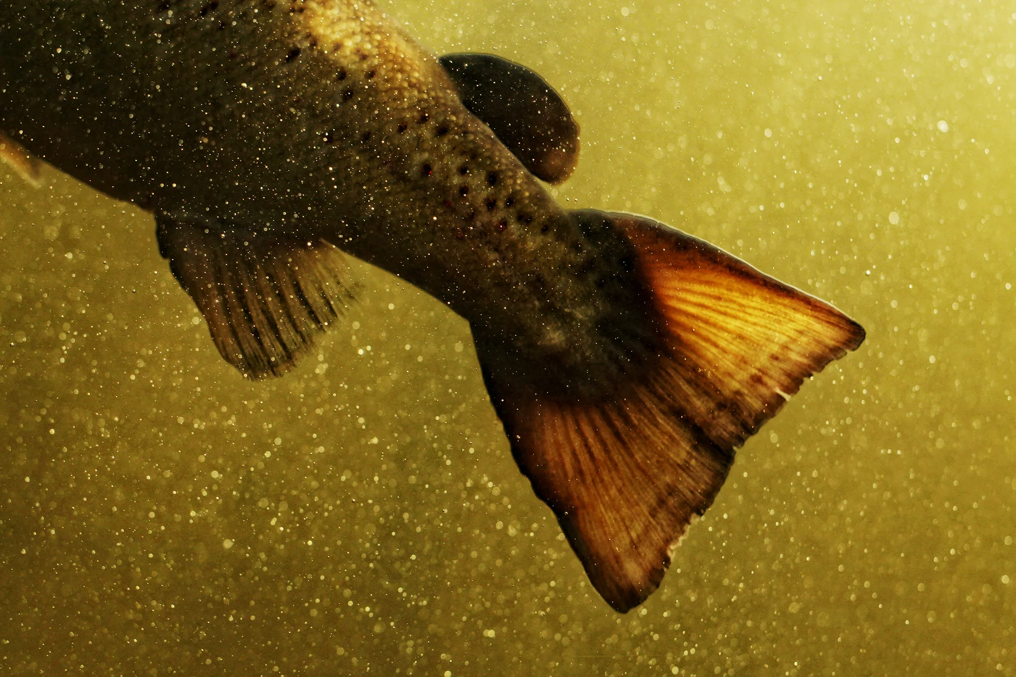 Wild Salmon of the Merrimack Photo on wood 8 x 12 $ 350