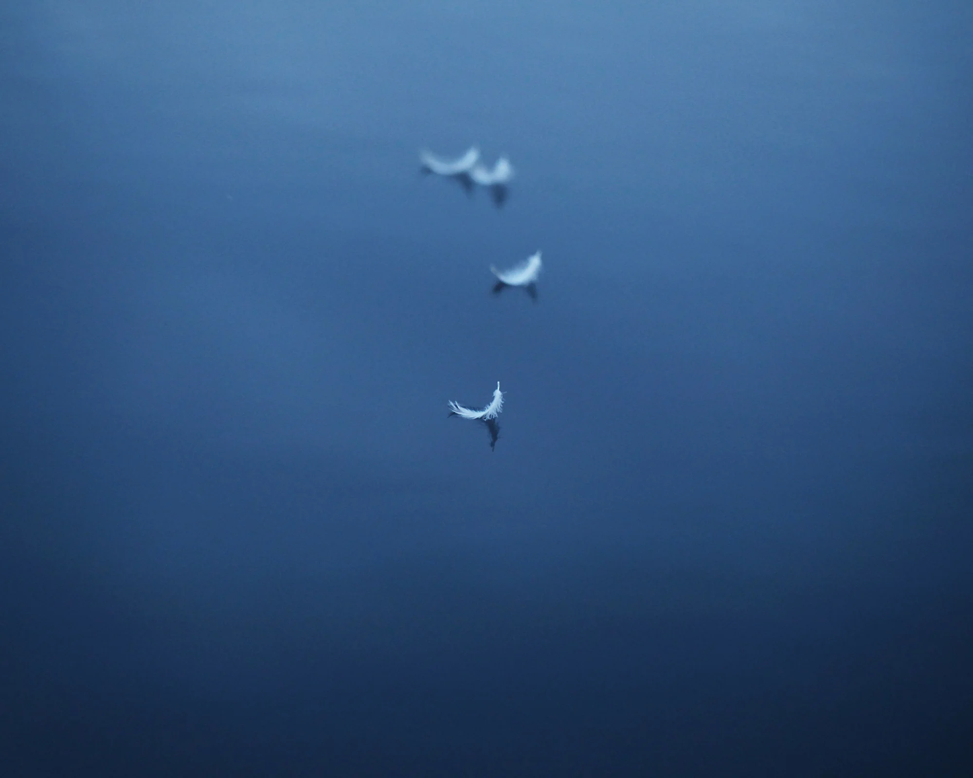Weightless (ed. 1/10) Photo on wood 16 x 20 $ 750