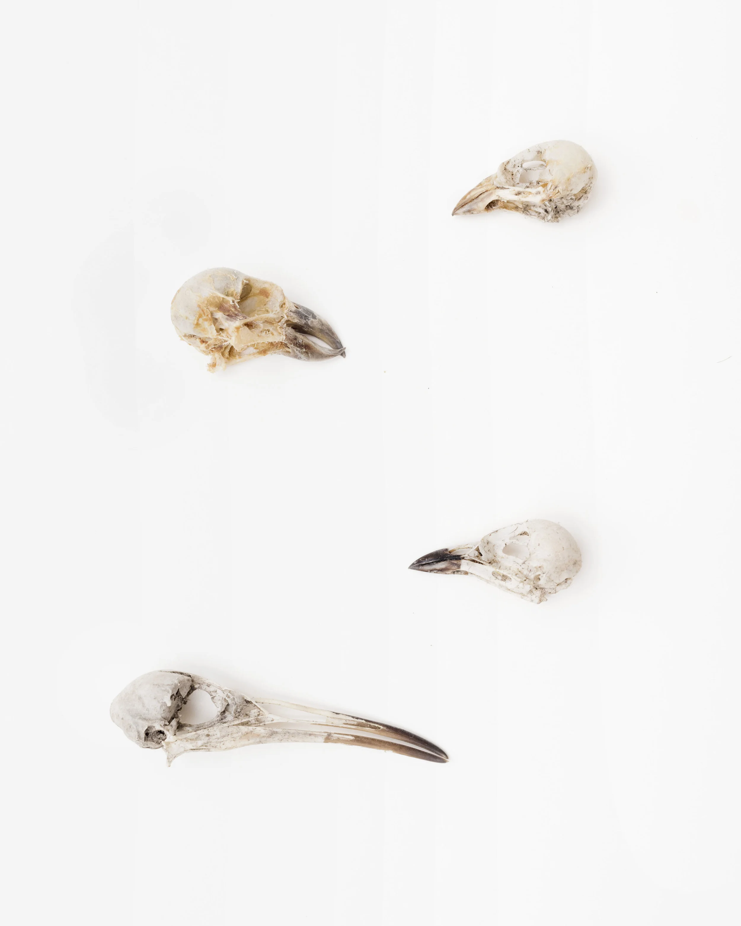 Skulls: Bachman’s Sparrow (Peucaea aestivalis) Red Crossbill (Loxia curvirostra) Yellow-Breasted Chat (Icteria virens) Virginia Rail (Rallus limicola), Archival inkjet print, 14 x 11, $200