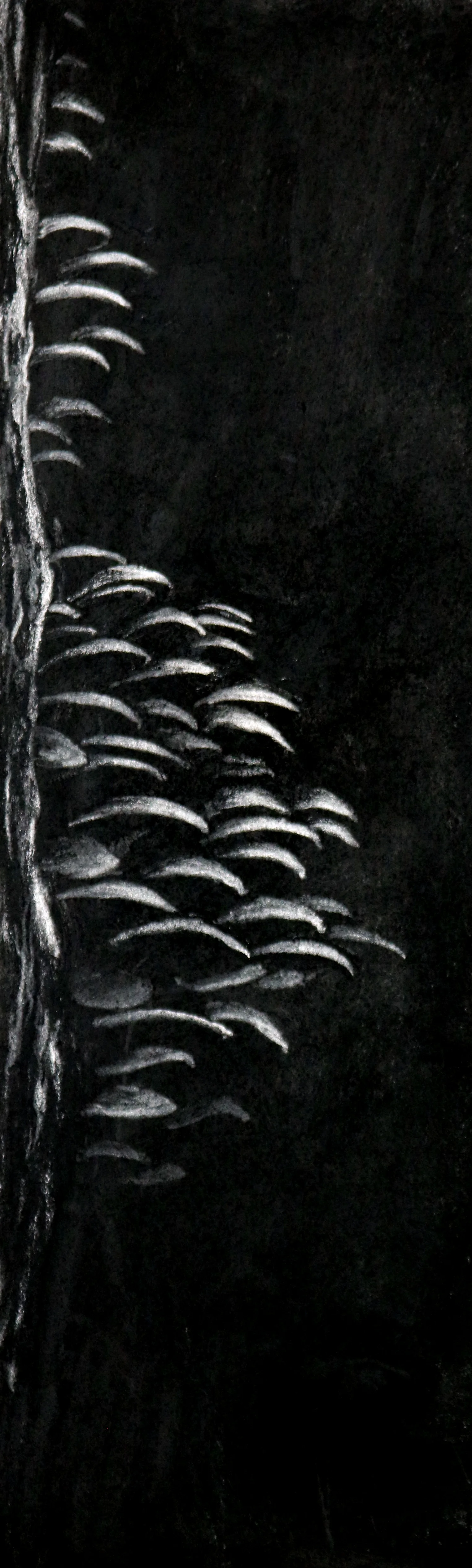 Untitled No. 9 Charcoal on paper 20 x 6.5 $ 150 • SOLD