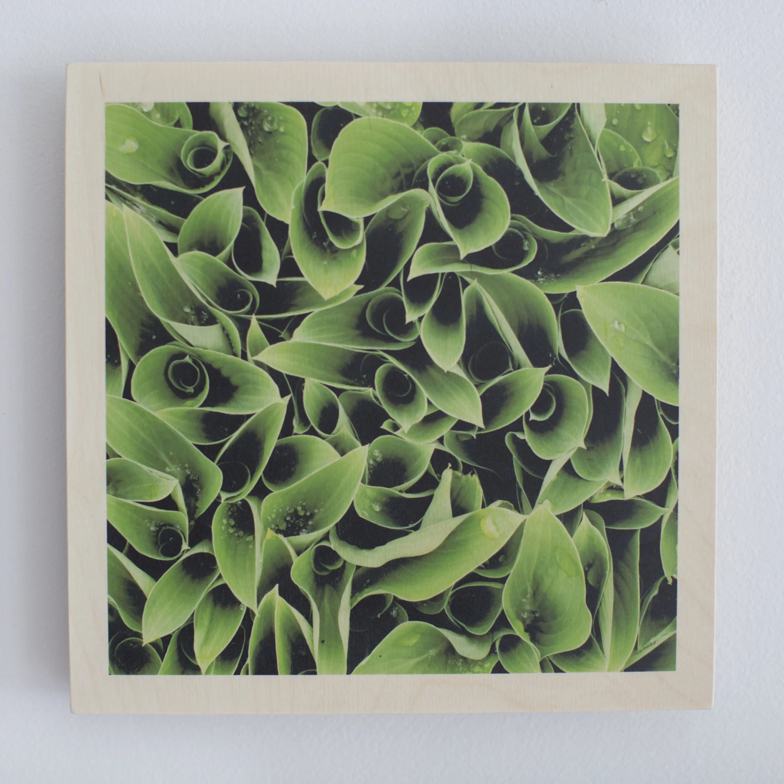Untitled A Photograph on wood 8 x 8 $ 90