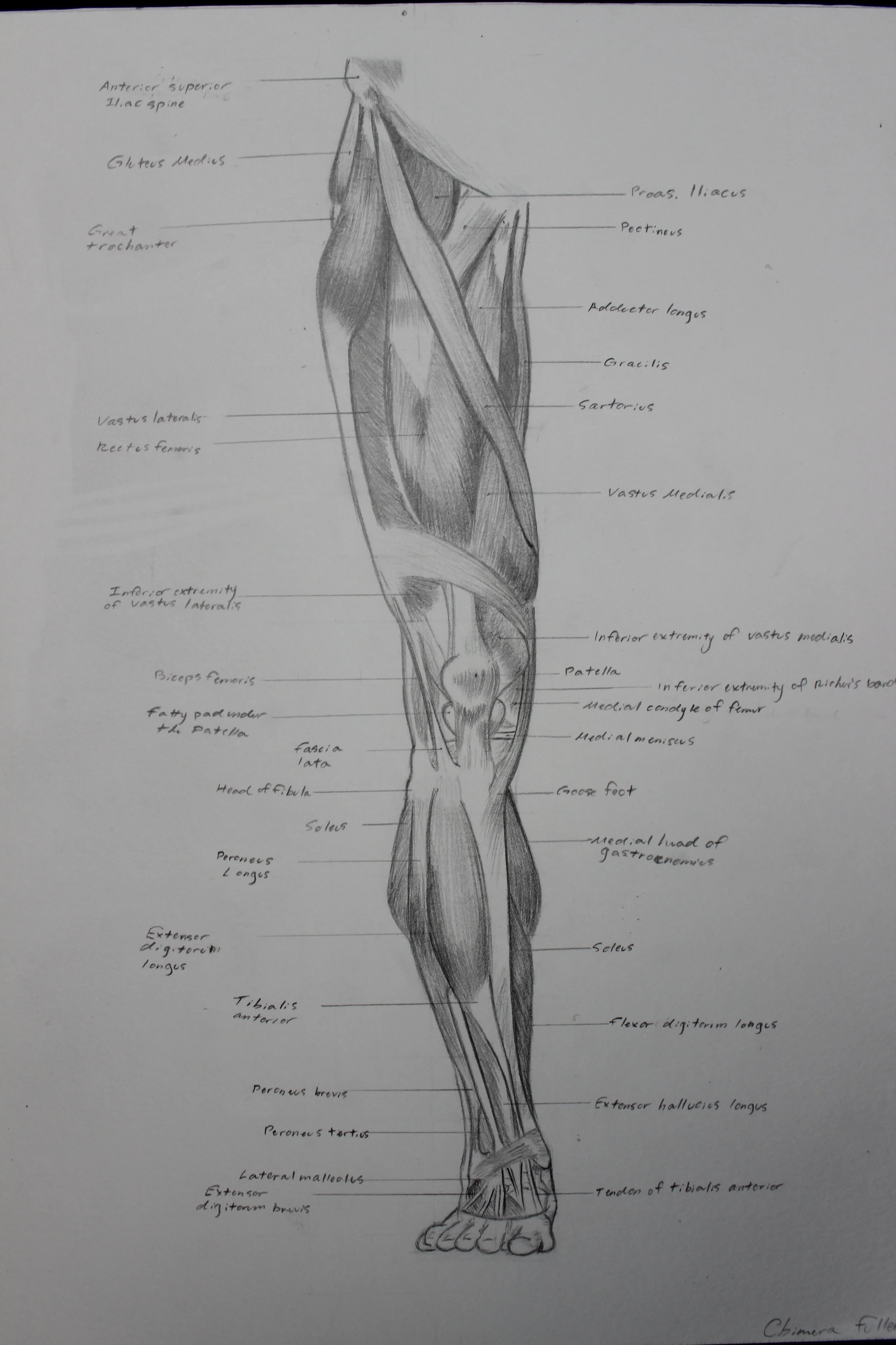 Leg-Front View (Anatomy)