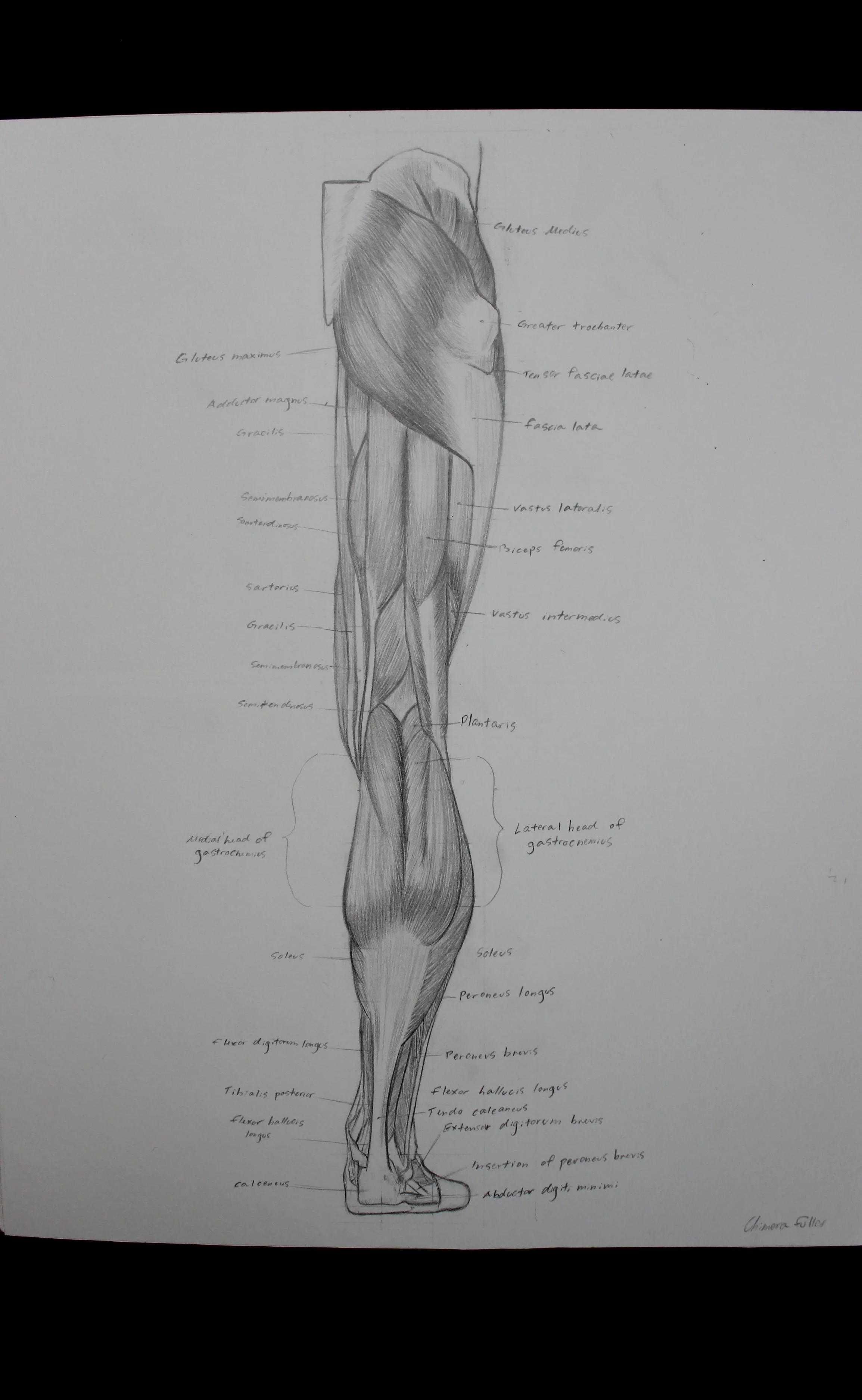 Leg-Back View (Anatomy)