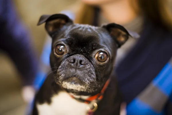 May I shoot your dog?