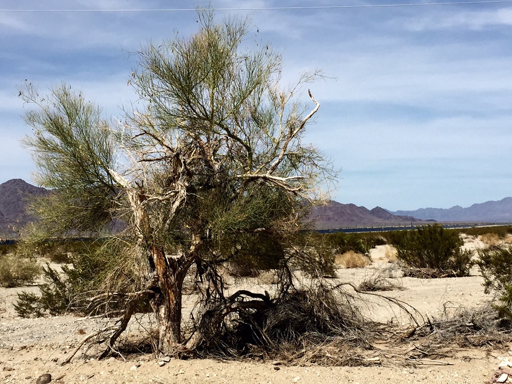 Desert shrub.jpg