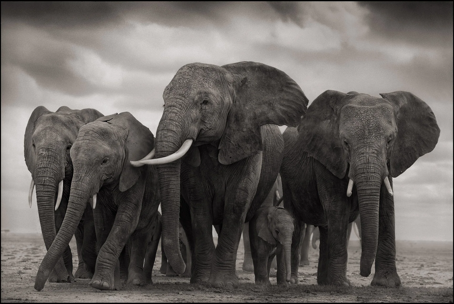 OKC's goal was to lose the weight equivalent to 100 elephants. Photo courtesy Nick Brandt Photography