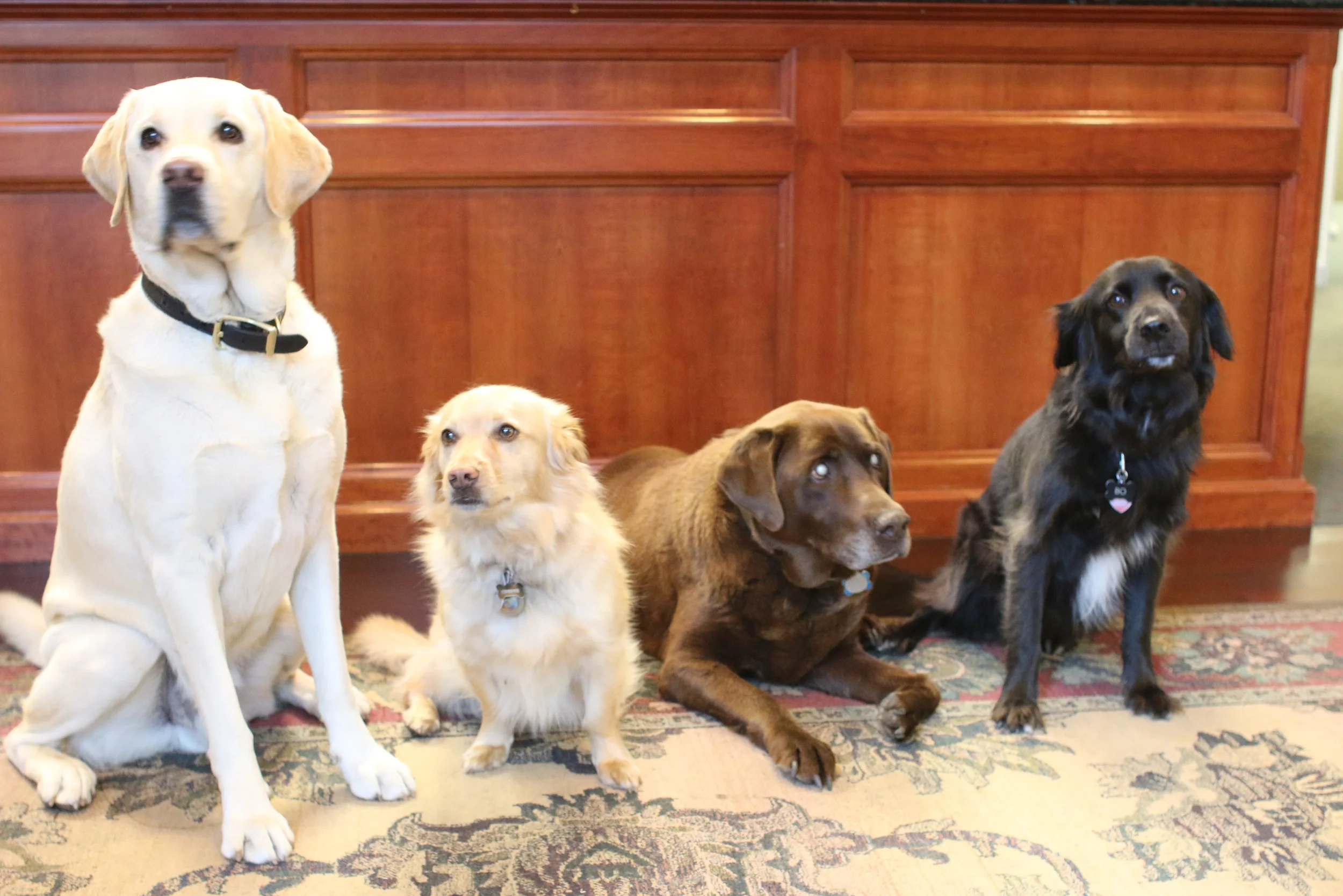 It's All Gone to the Dogs