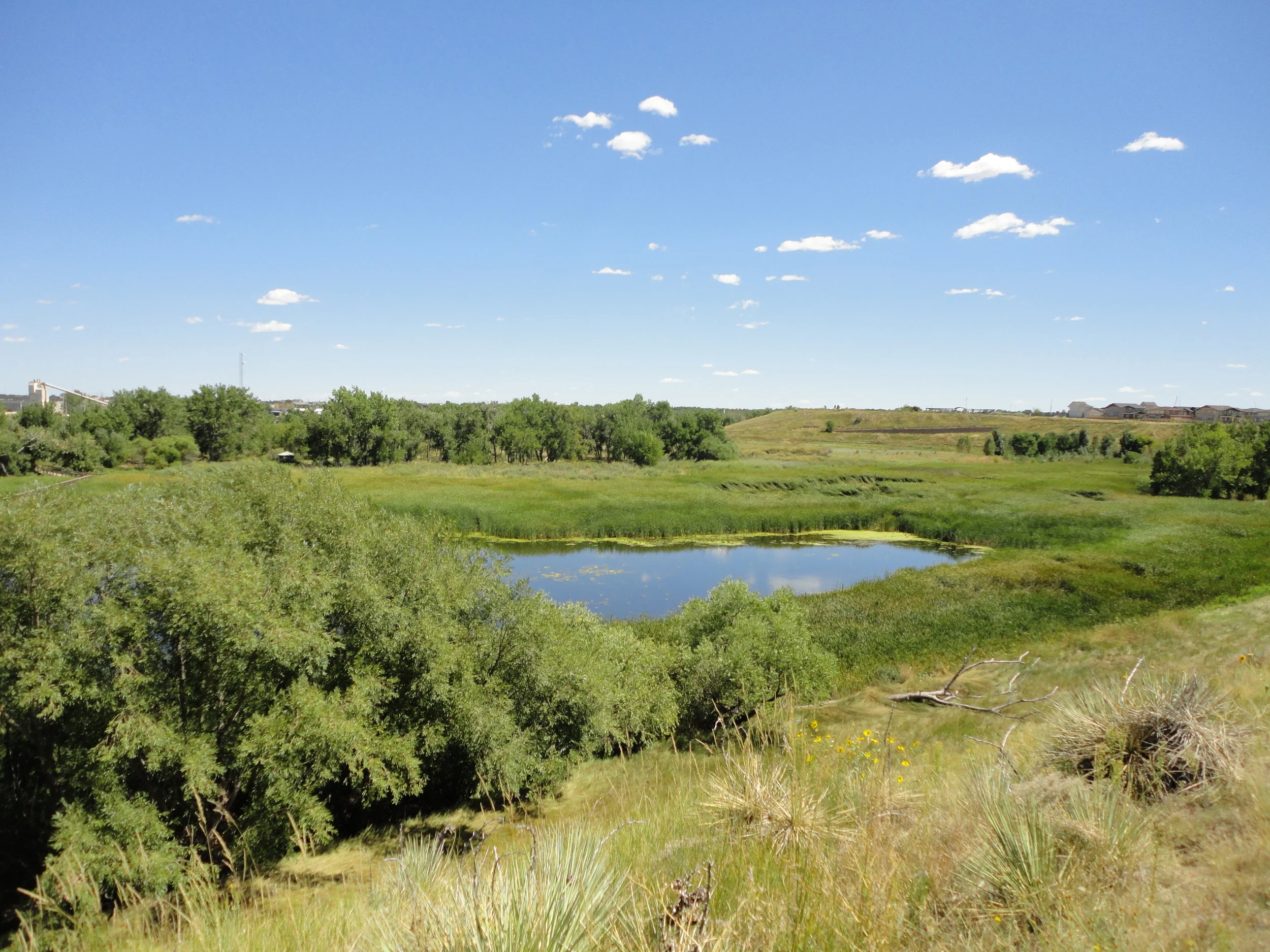 Bluff Lake: An Urban Wildlife Refuge