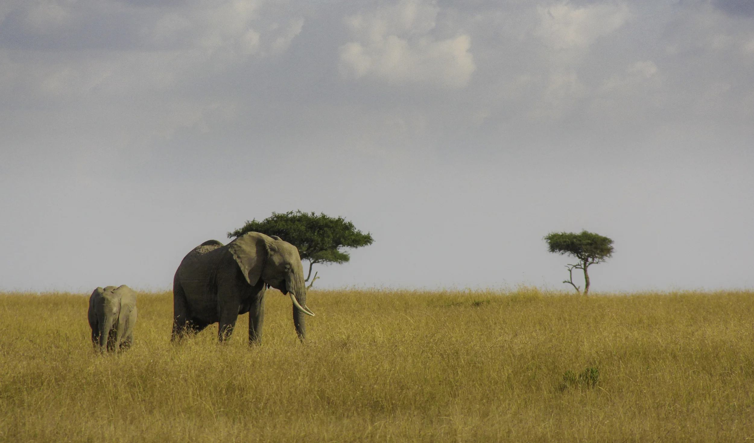 elephant1.jpg