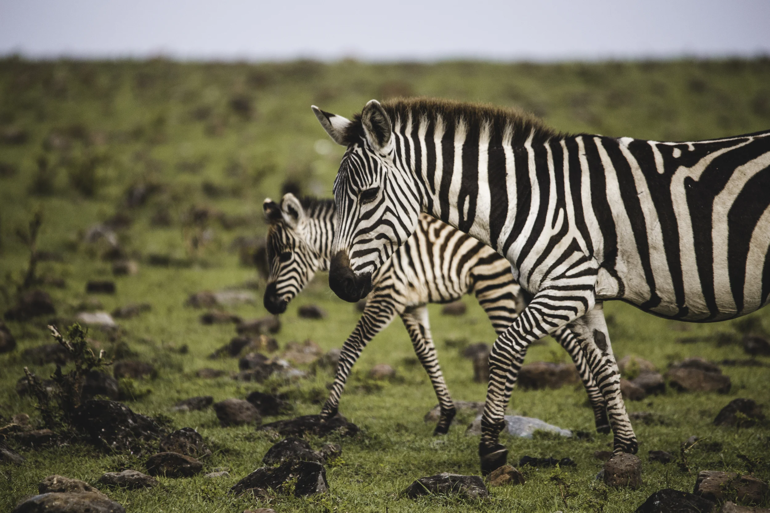 zebras2.jpg