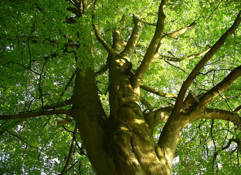 Singing_Tree_LookingUp.jpg