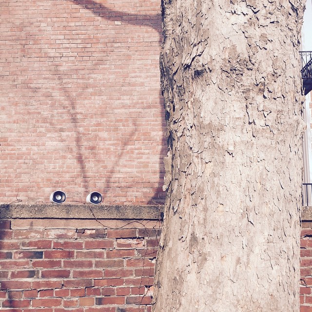 Tree eavesdropping