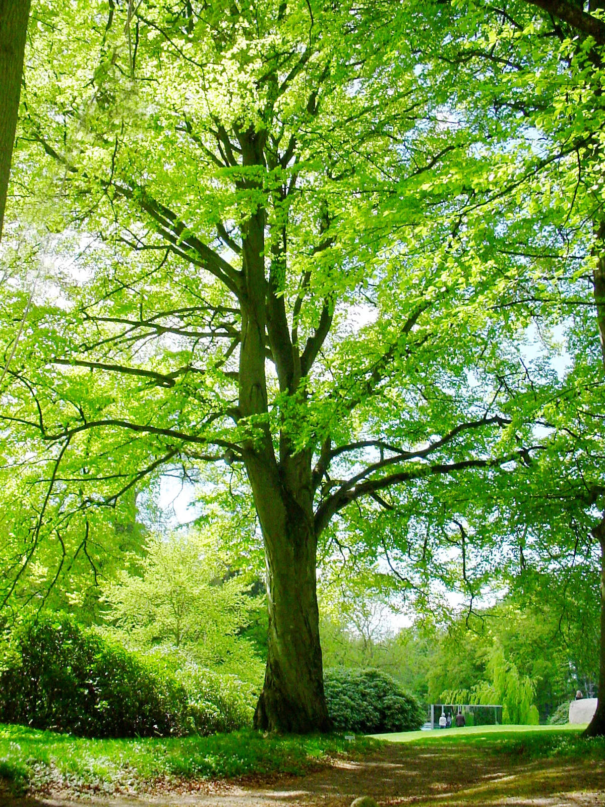 Singing tree