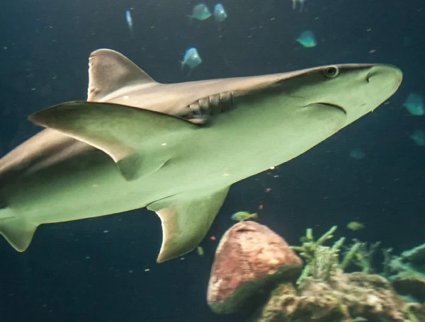 Greensboro Science Center Aquarium