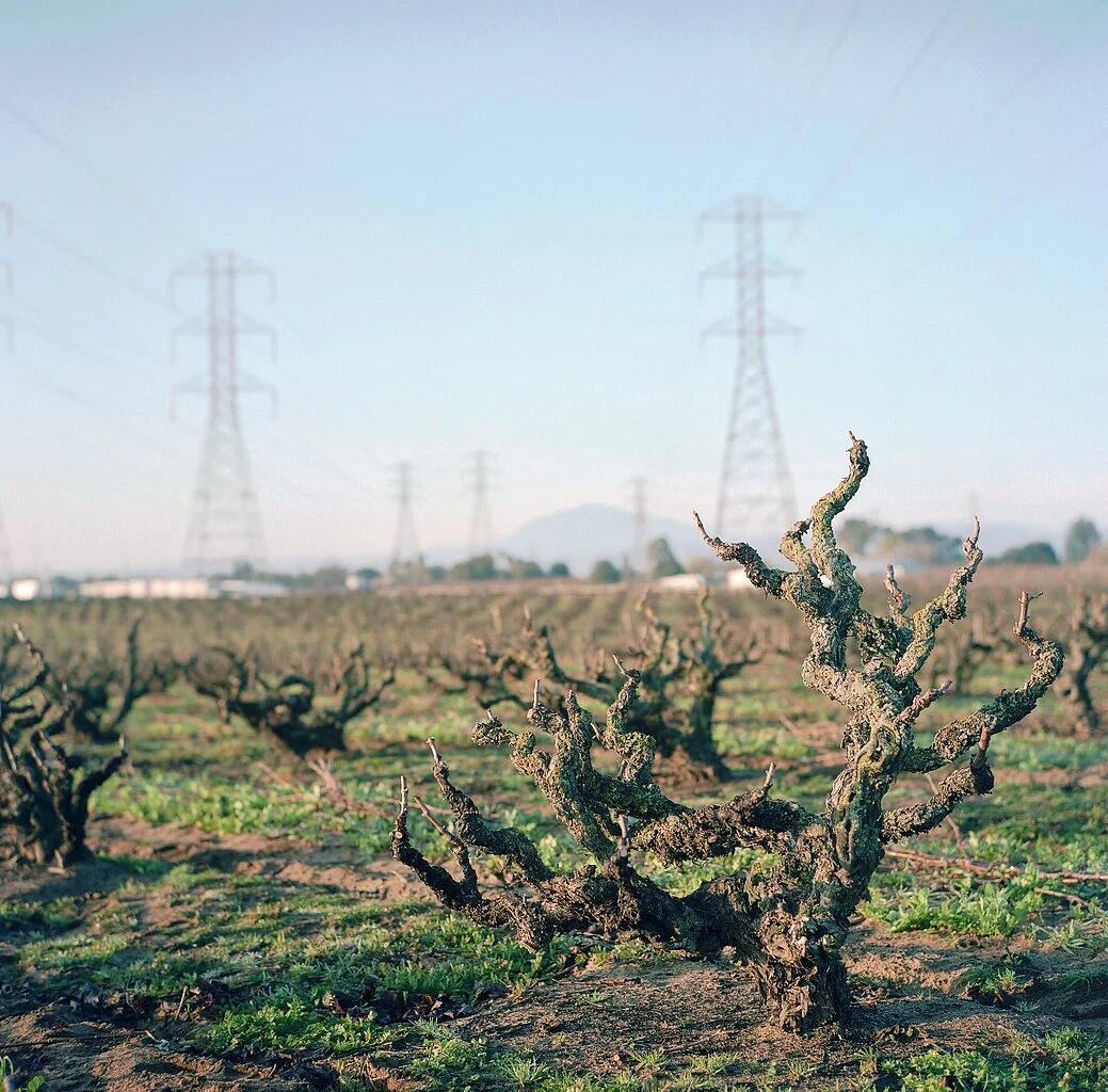 evangelho by david bayless 1.jpeg