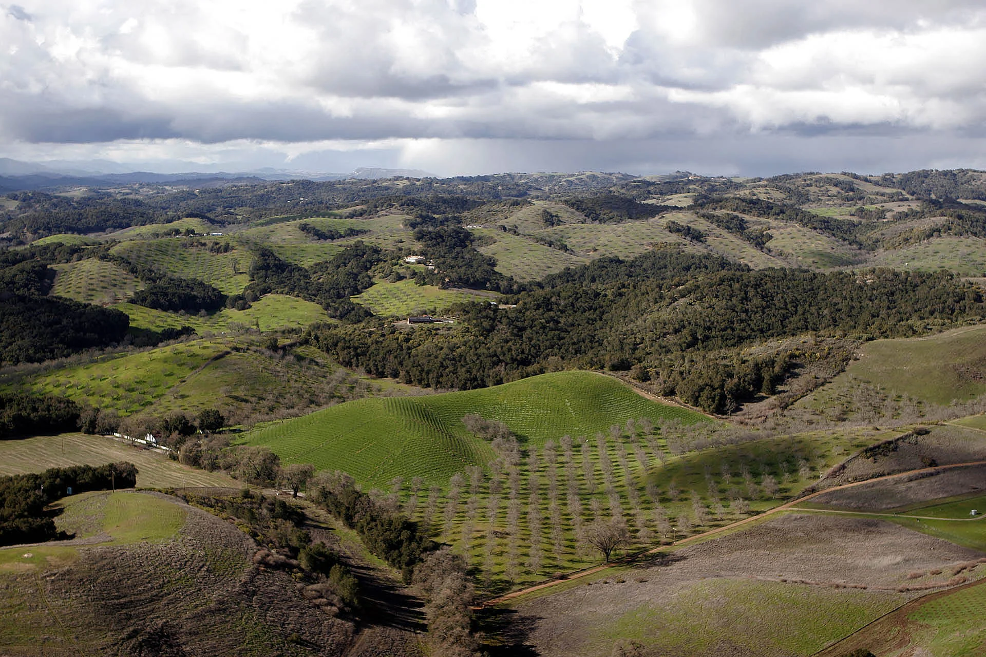 Aerial image of Paso Robles vineyards in spring.