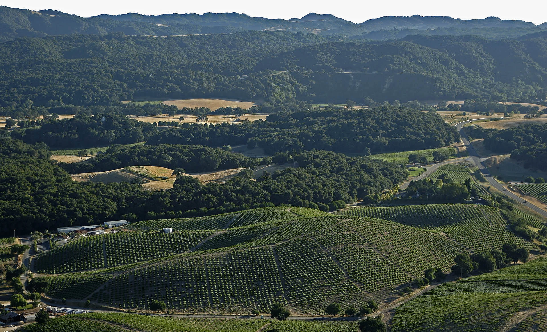 Aerial image of vineyards during summer.