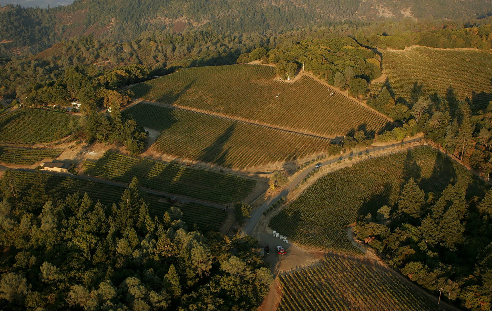 Aerial image of vineyard in summer.
