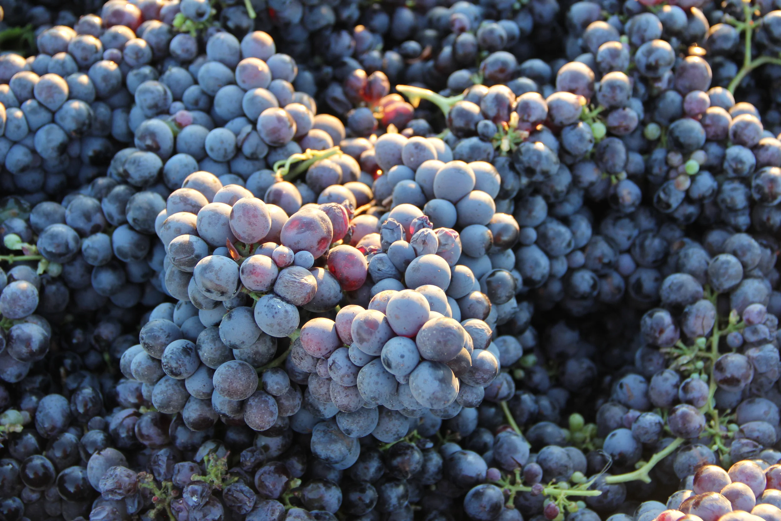 Cluster of grapes after harvest.