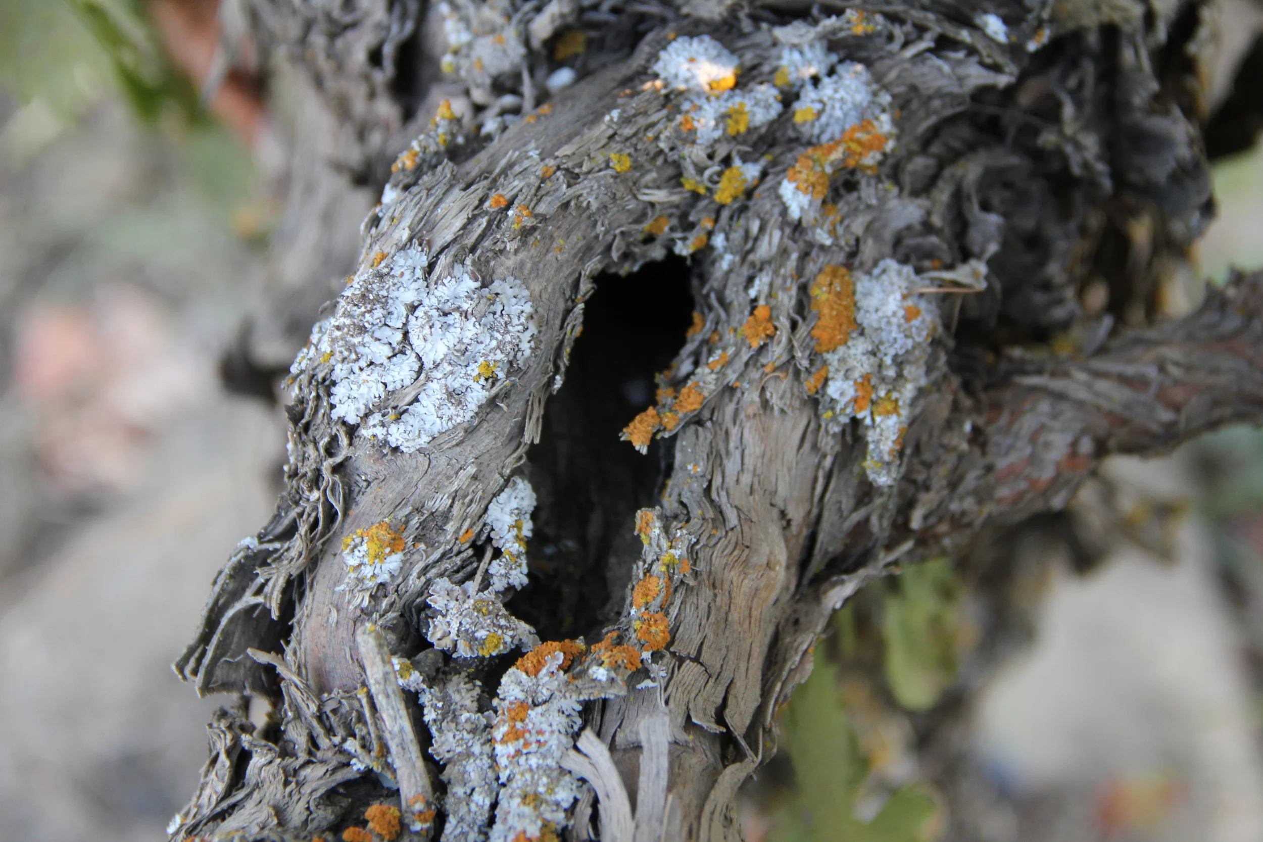Close up image of an old vine trunk.