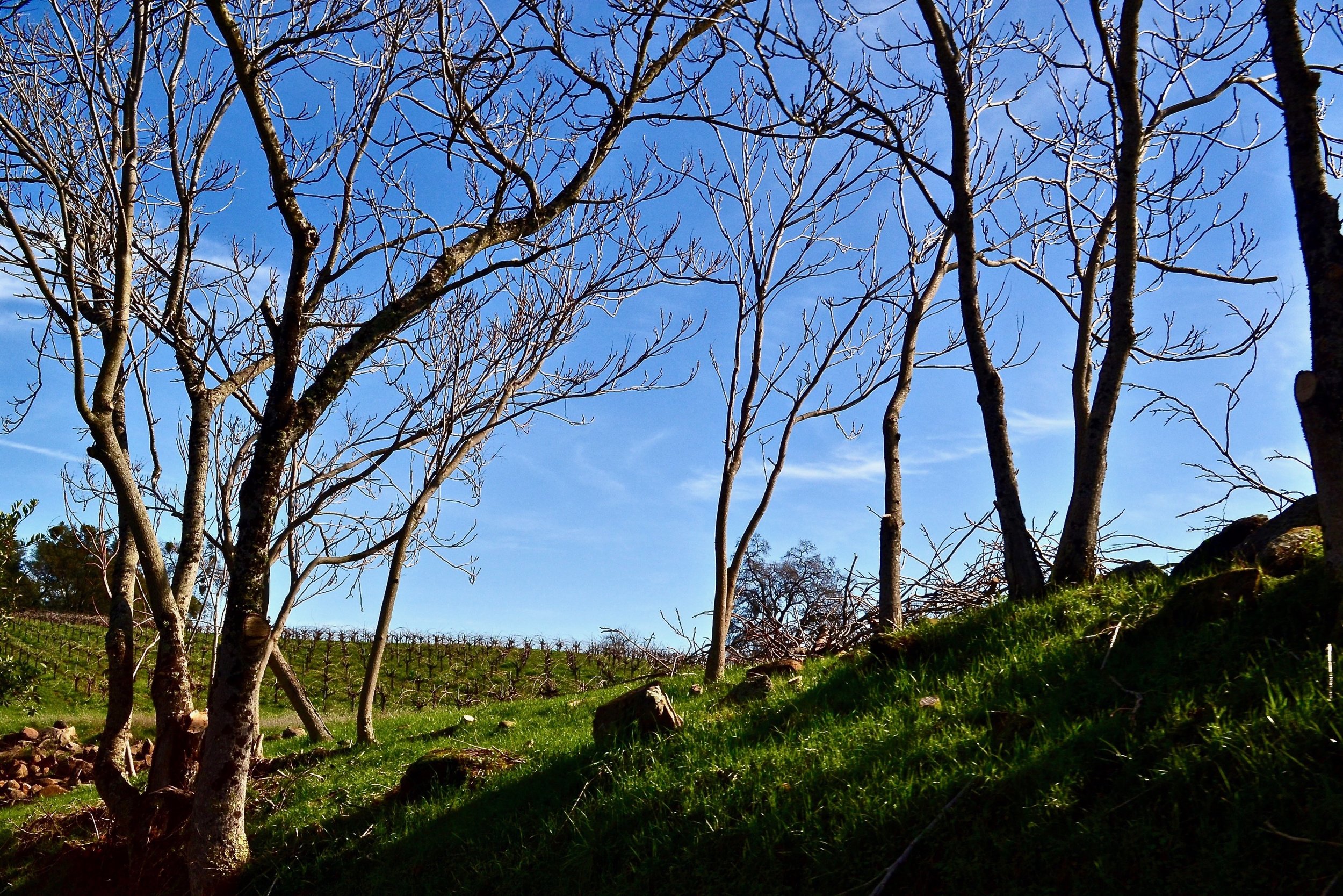 Buck Cobb Vineyard throught the trees.jpg