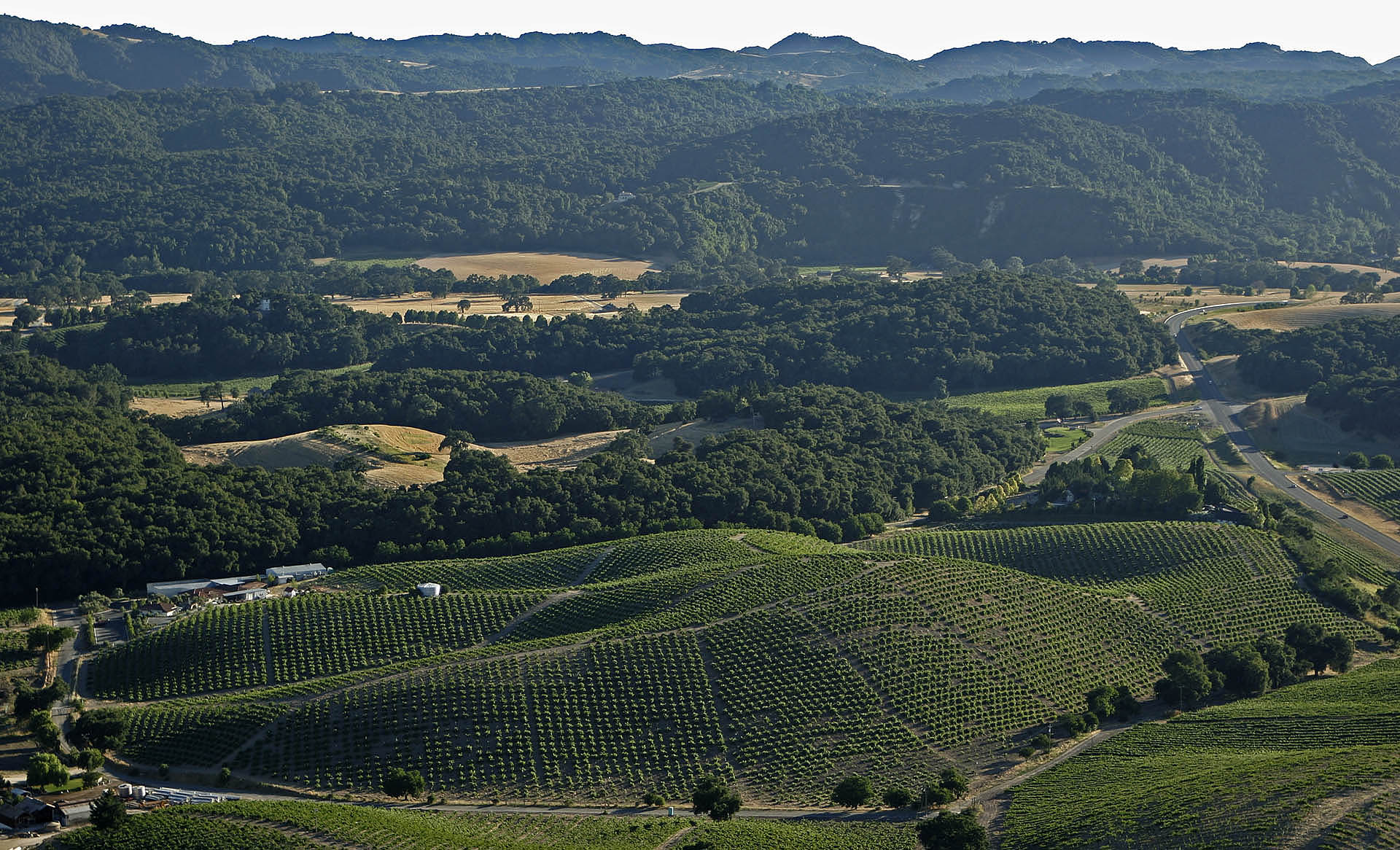 Pesenti Vineyard, Paso Robles.jpg