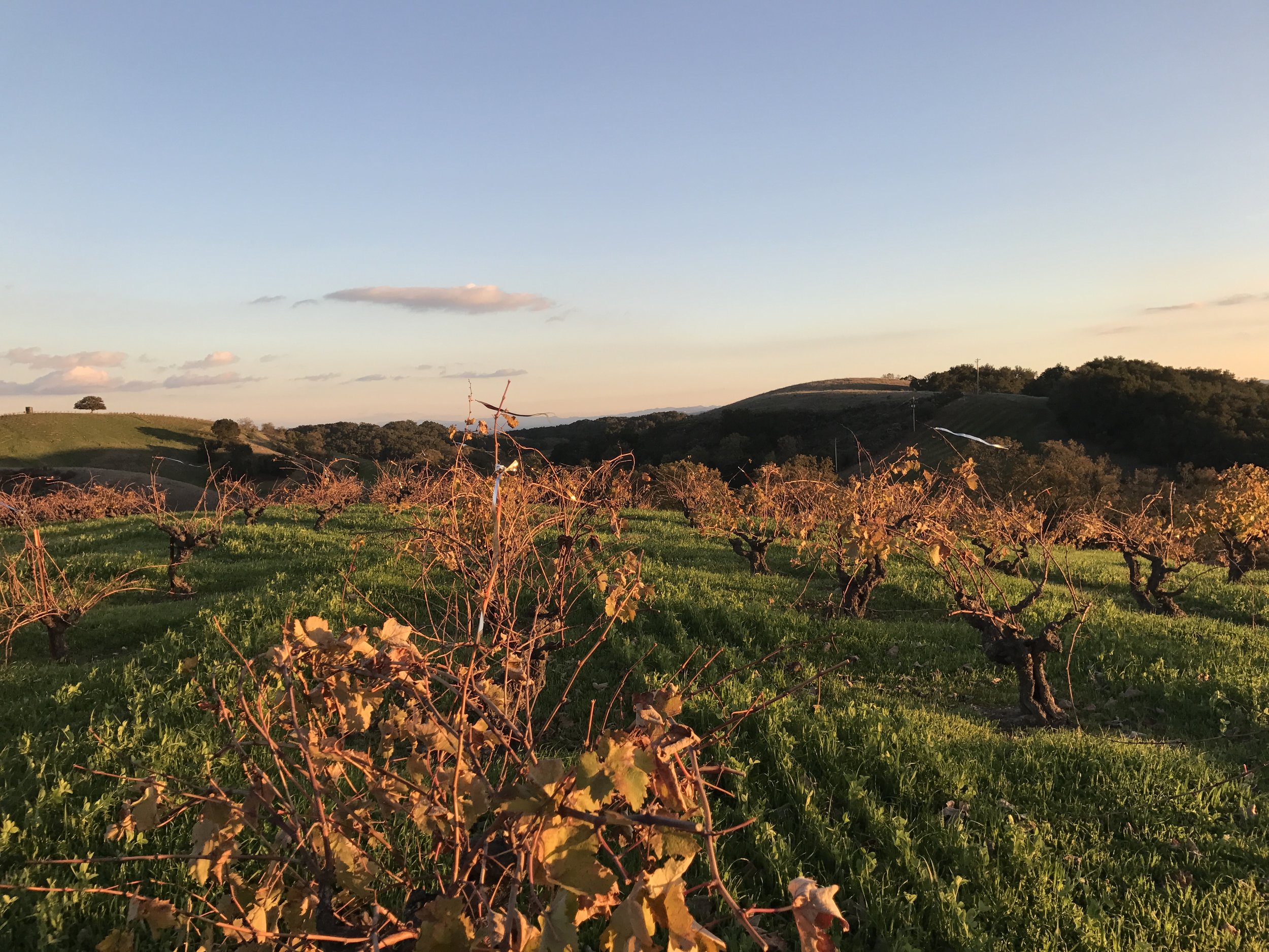 Ueberroth vineyard at sunset.jpg