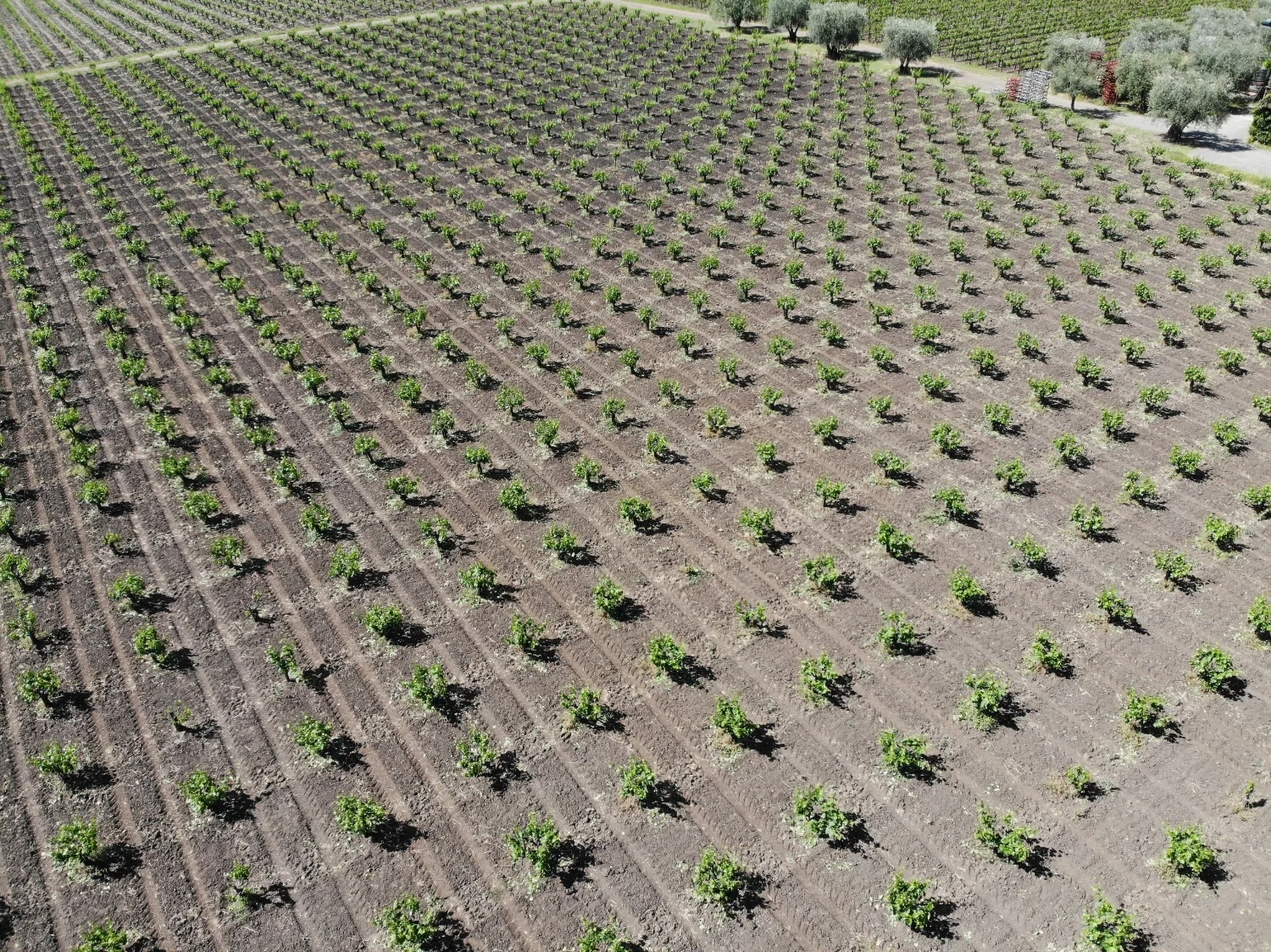 Organically farmed & head trained, the Estate vineyard is built to stand the test of time.
