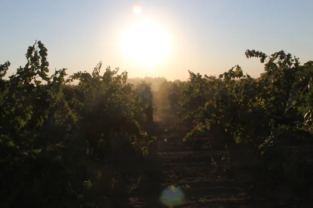 Cinsault & Summer Kickoff!