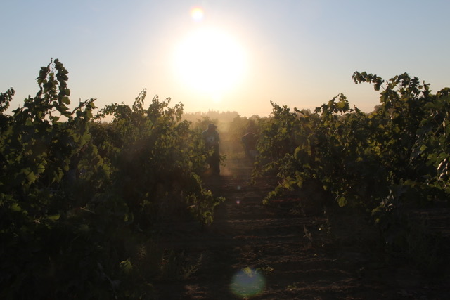 Bectold Vineyard, Lodi.jpeg