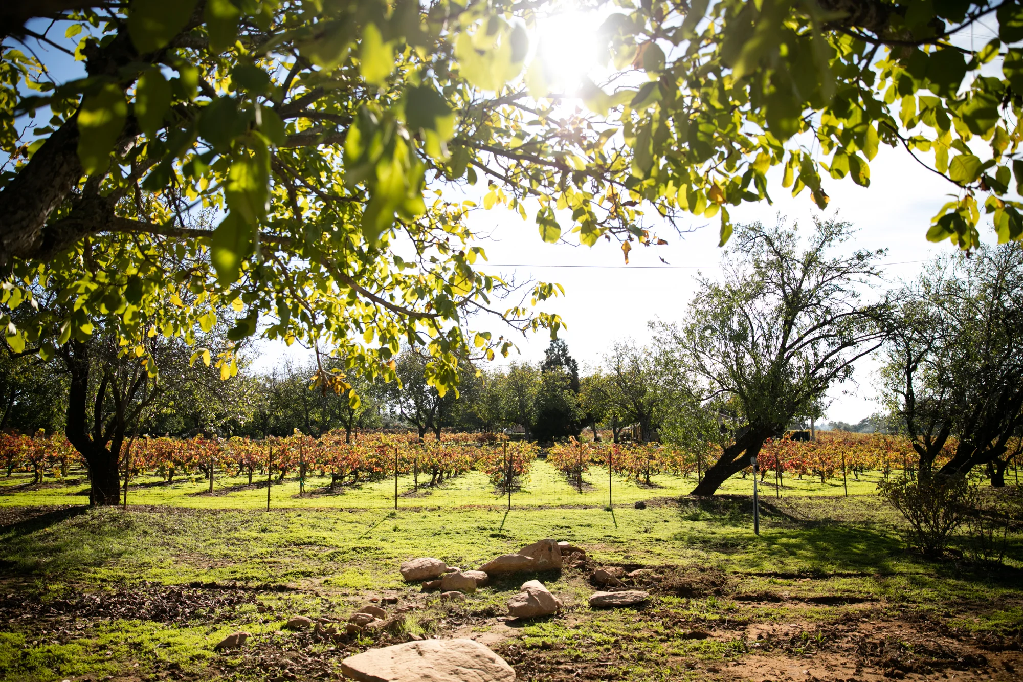 Turley-Wines-485.jpg