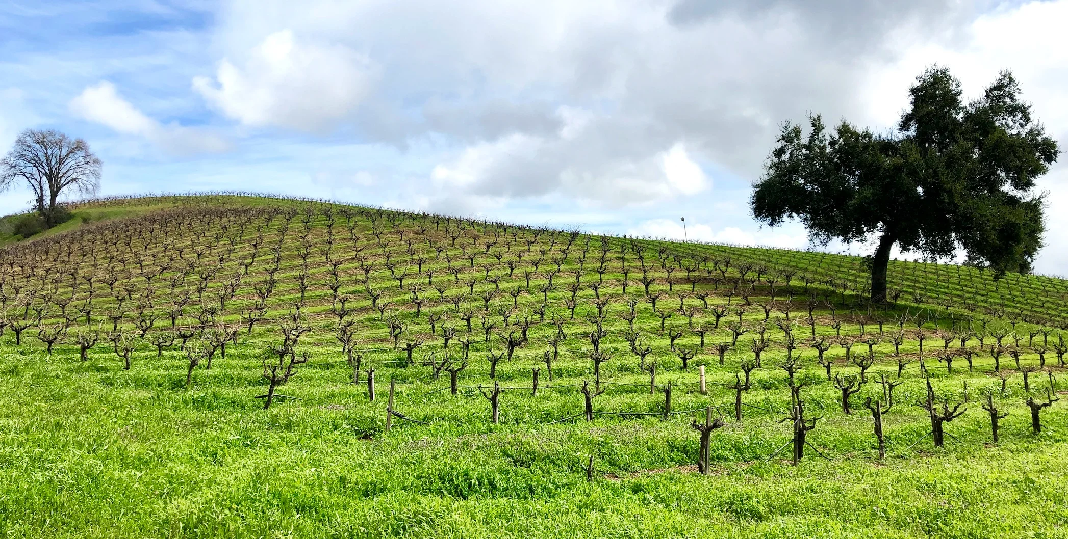 Paso Robles Wine Festival Weekend