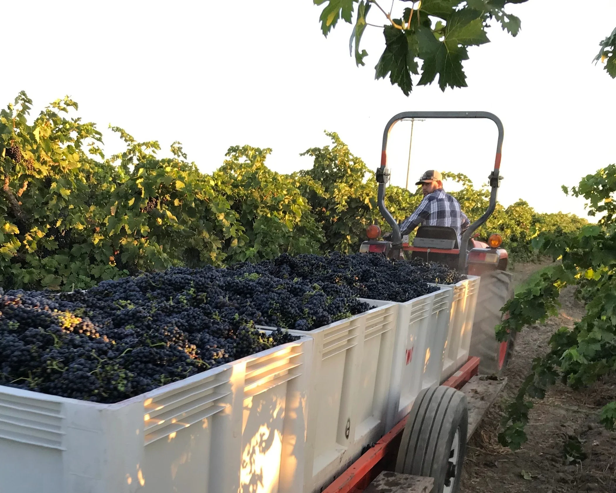 Paso Robles Harvest Wine Weekend 
