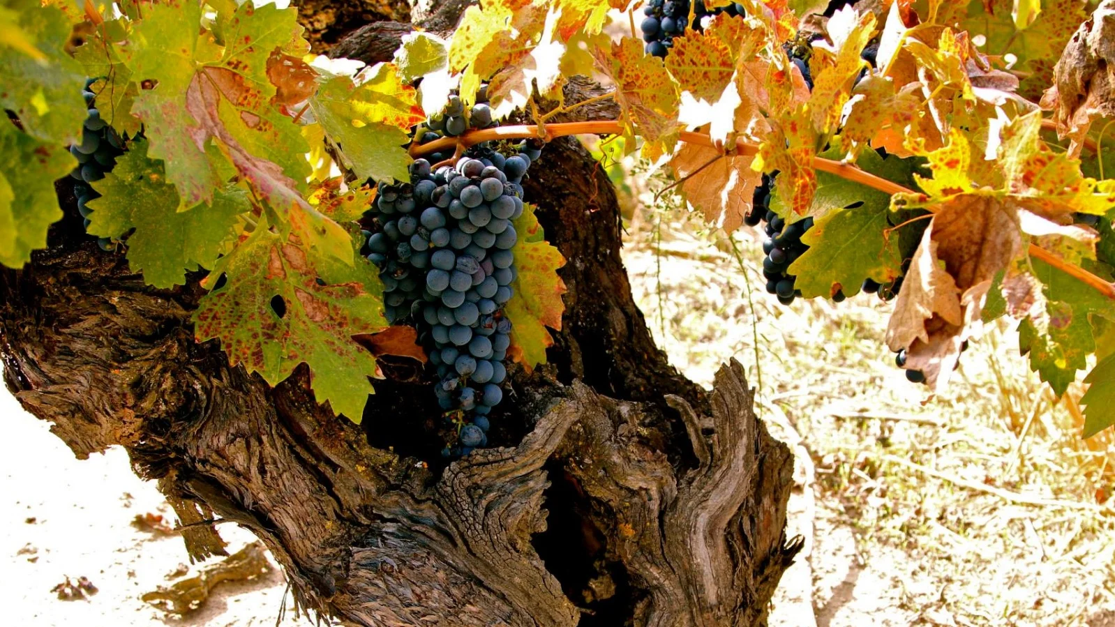 Zinfandel, from the Dalmation Coast to the Central Coast