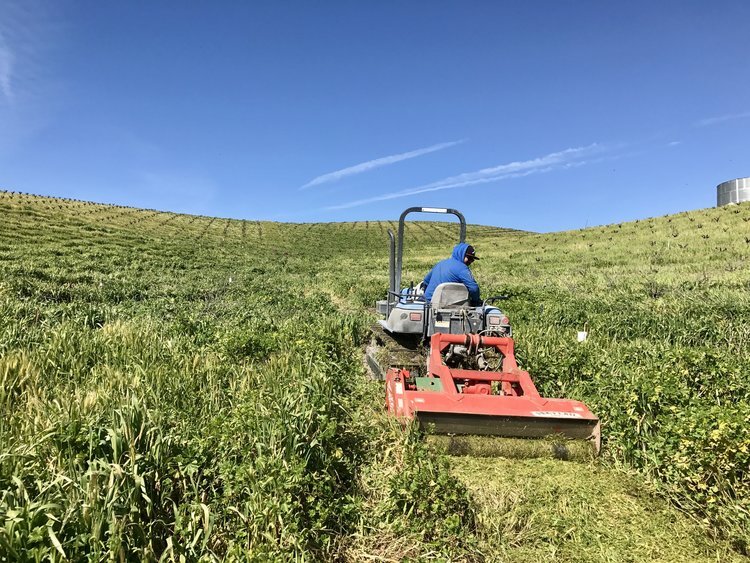 Mowing cover crop in the certified organic Pesenti Vineyard