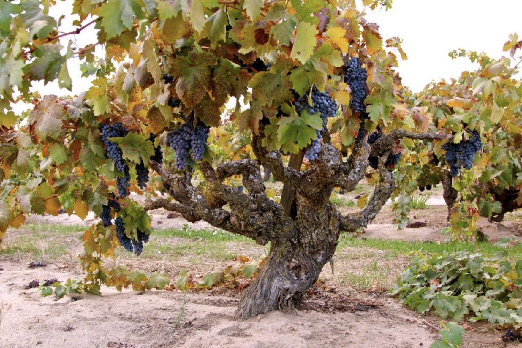 виноградная лоза с виноградом. виноградная лоза виноградник. виноградники бордо лоза. виноград амирхан. старые кусты винограда.