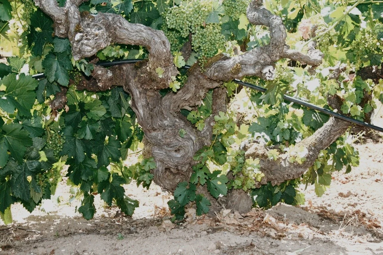 Bedrock Vineyard Zinfandel