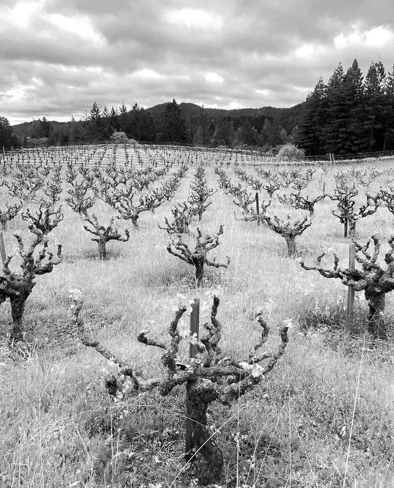 2022 Vintage Fall Release