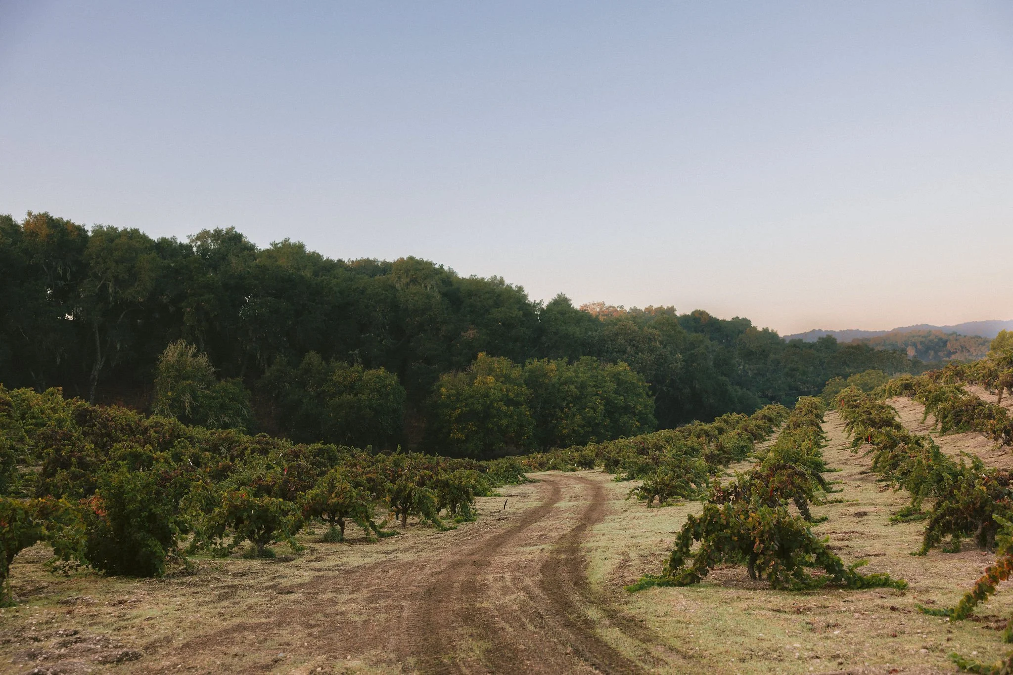 2024 Vintage Spring Release