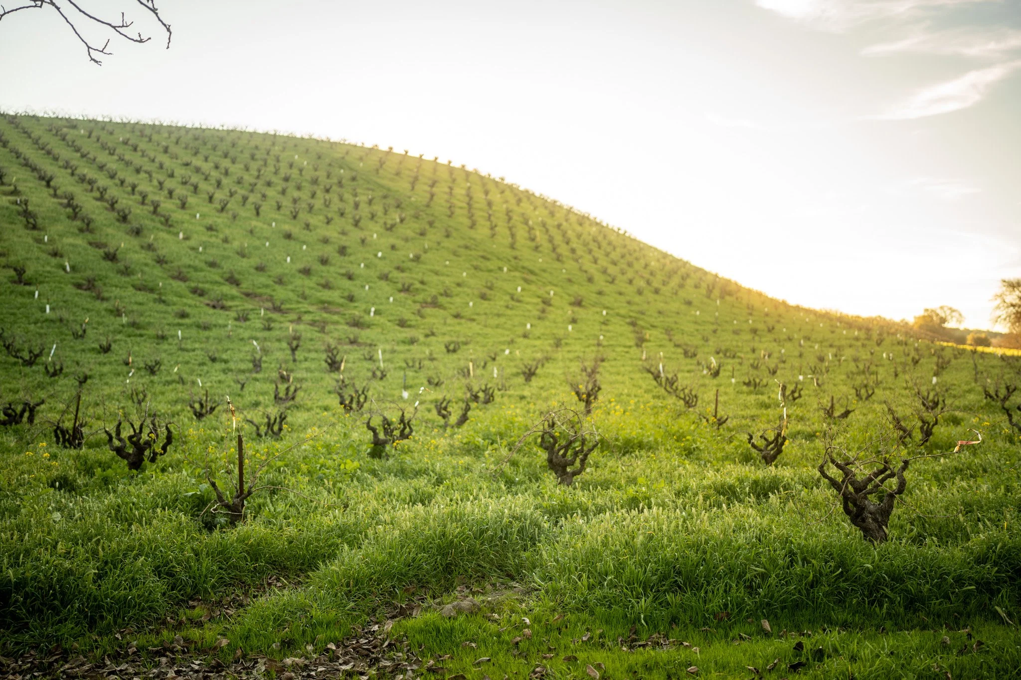 Savor Local — Care for the Wild // Paso Robles