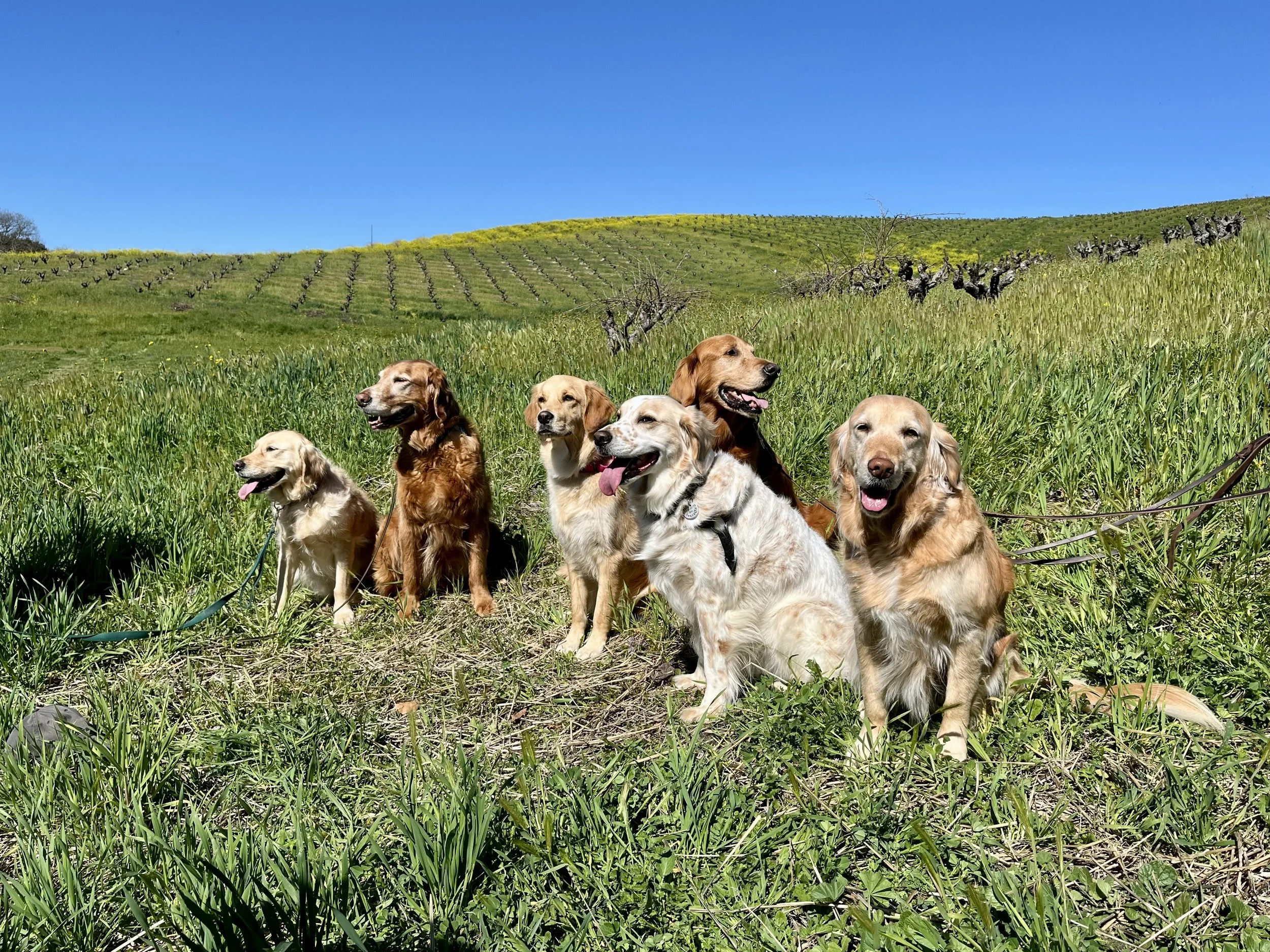 Wine 4 Paws // Paso Robles