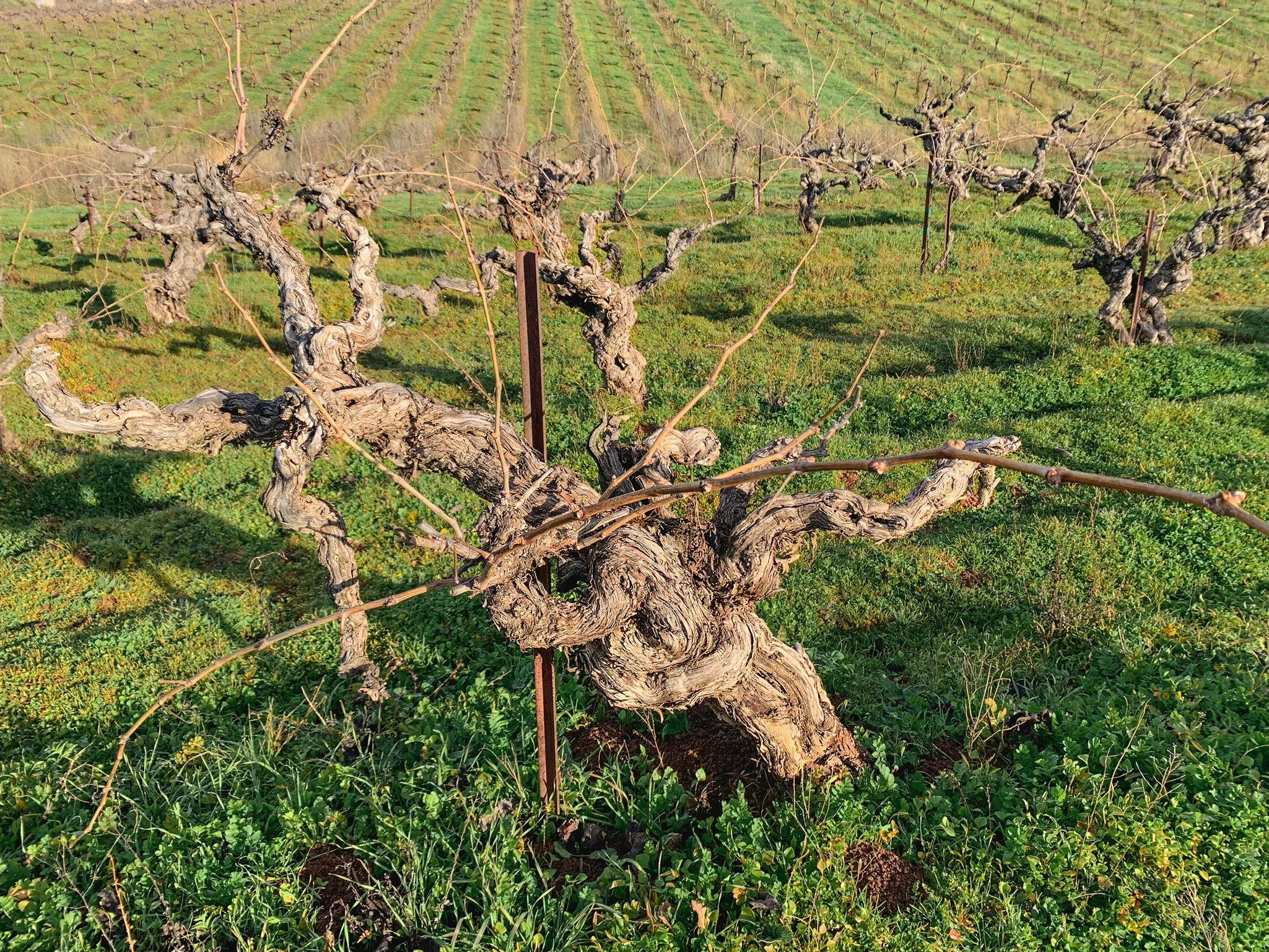 2020 Vintage Spring Release