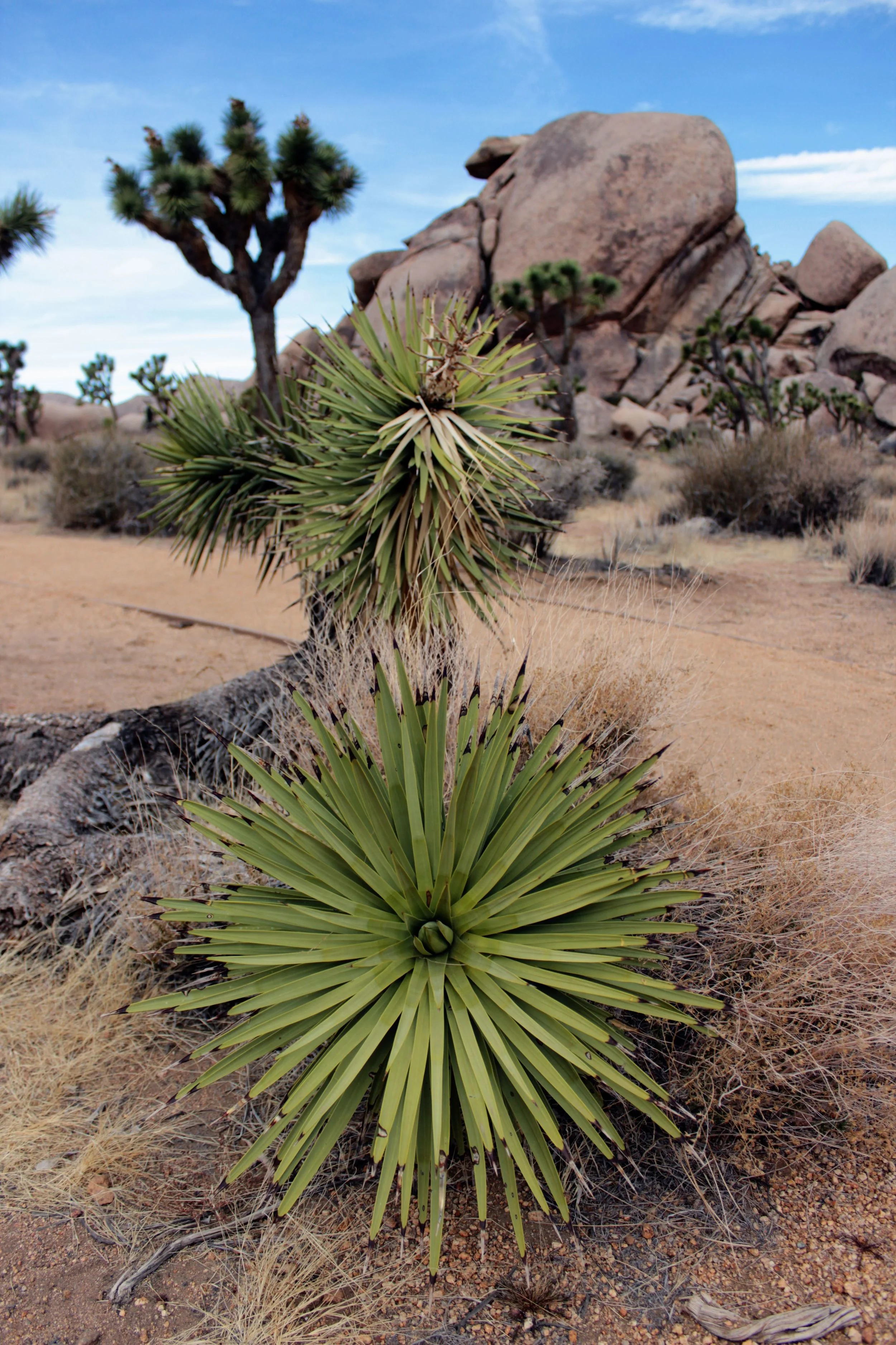 Joshua Tree National Park