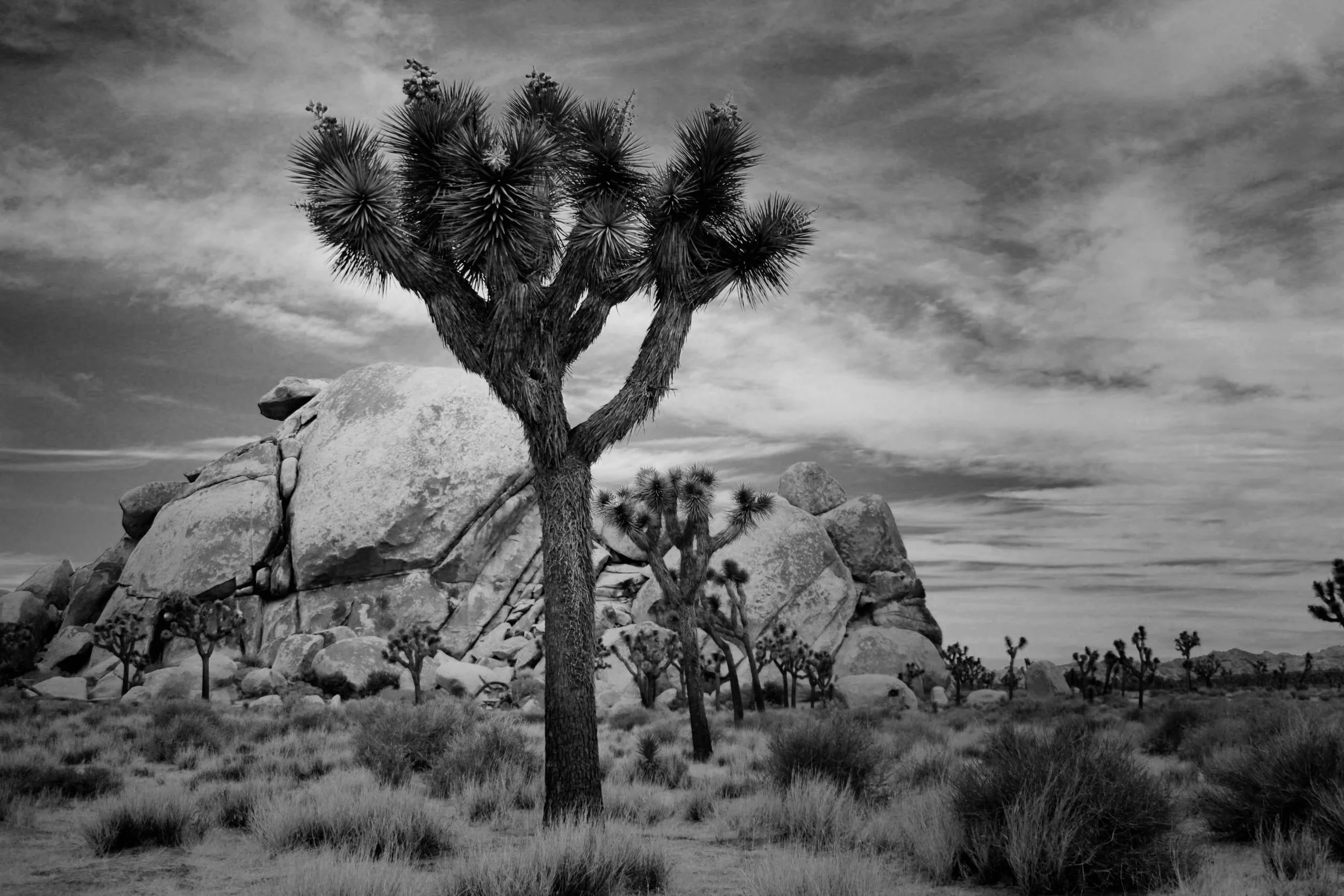 Joshua Tree National Park