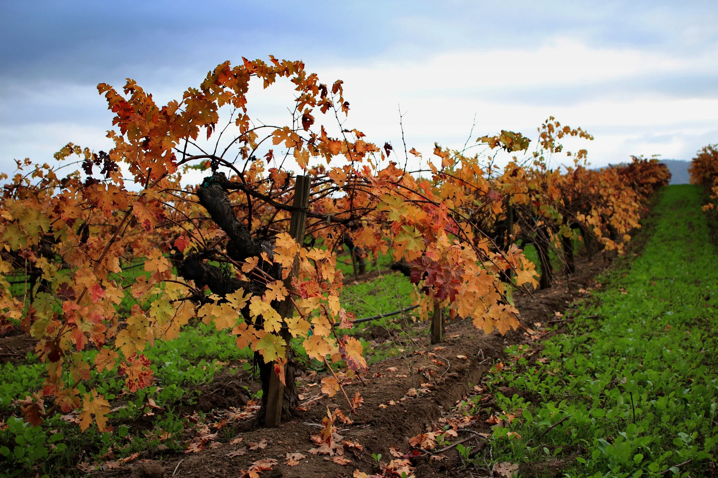 B. R. Cohn Winery
