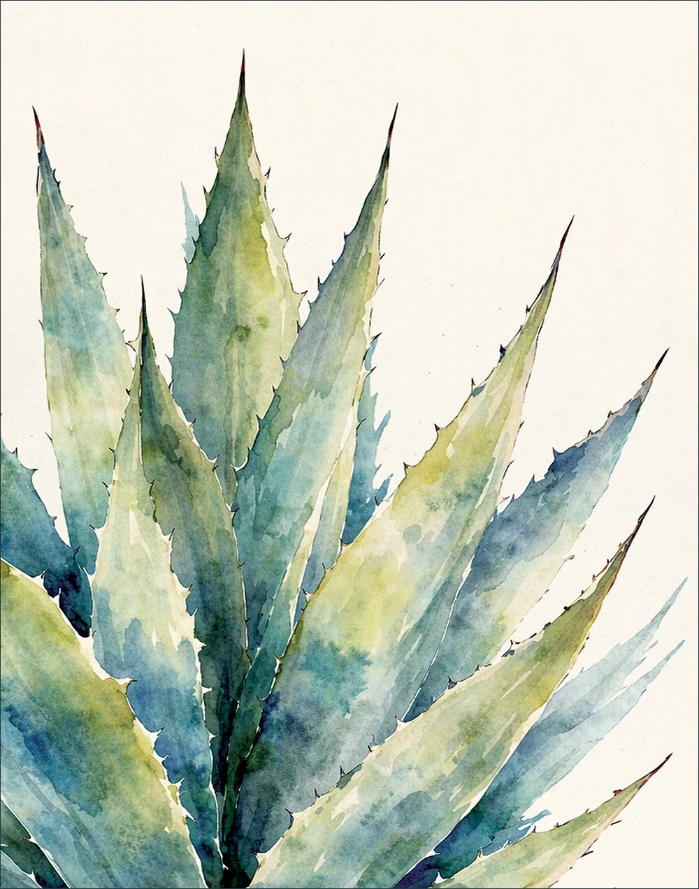 SM2603017 AgaveCactus Close-Up 11x14.jpg