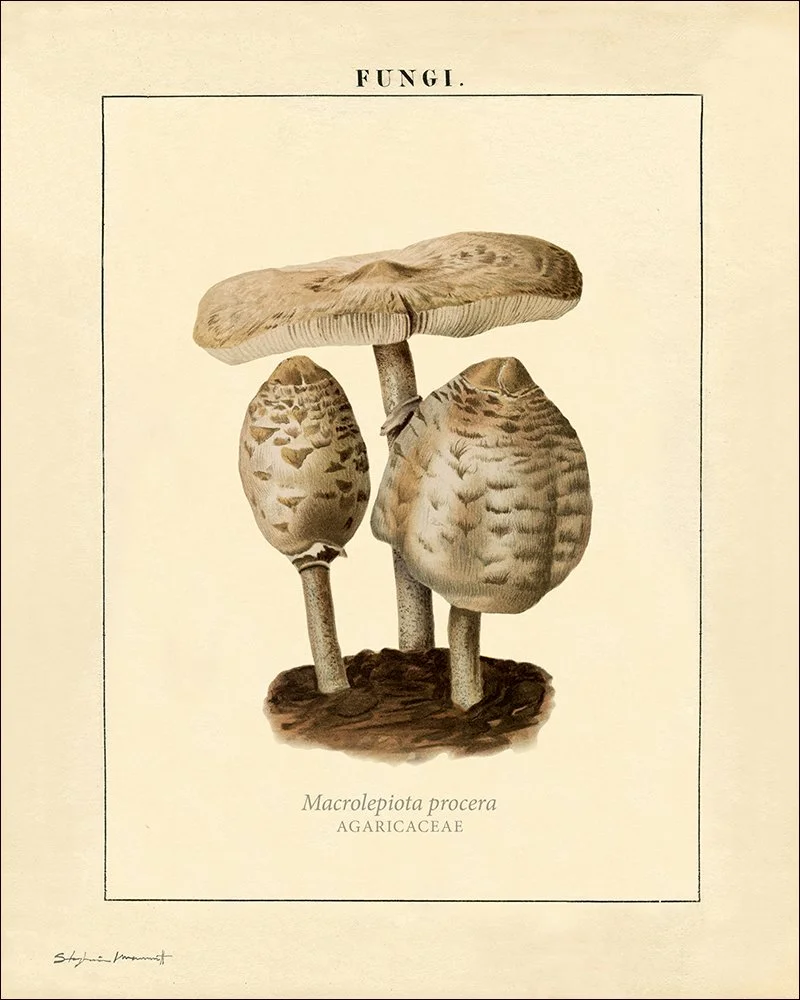 SM2301033 ParasolLepiota 8x10.jpg