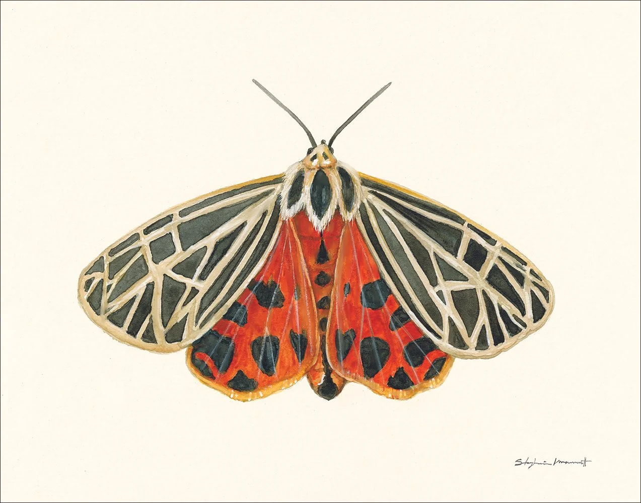 SM2504007 RedMoth 14x11.jpg