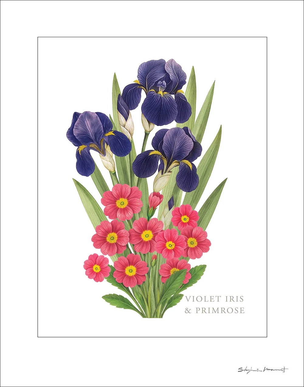 SM2510003 FEB Iris&Primrose 11x14.jpg