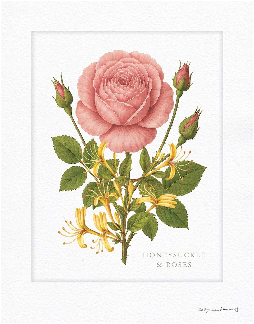 SM2509018 RoseHoneysuckleStudy 11x14.jpg